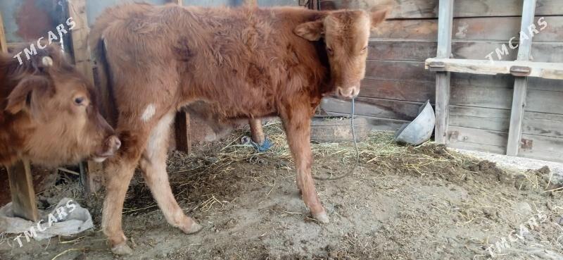 okuz - Чарджоу - img 6