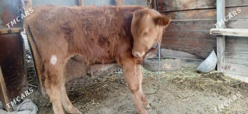 okuz - Чарджоу - img 2