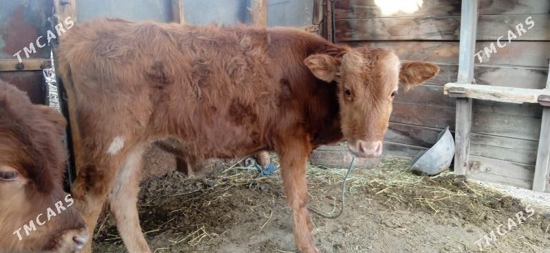 okuz - Чарджоу - img 4