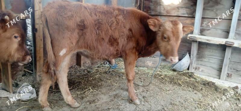 okuz - Чарджоу - img 3