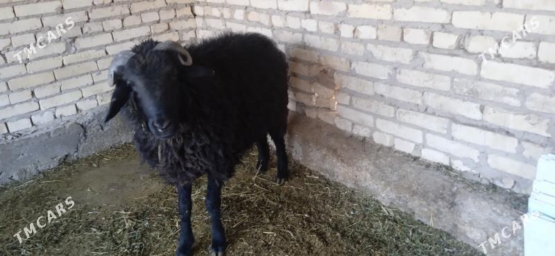 kockar - Çärjew - img 5