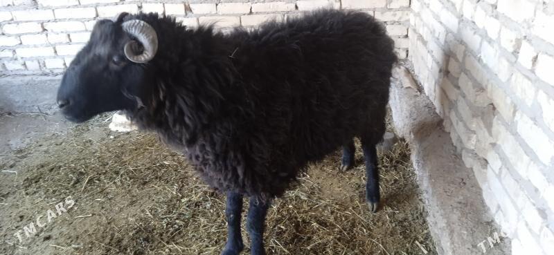 kockar - Çärjew - img 3