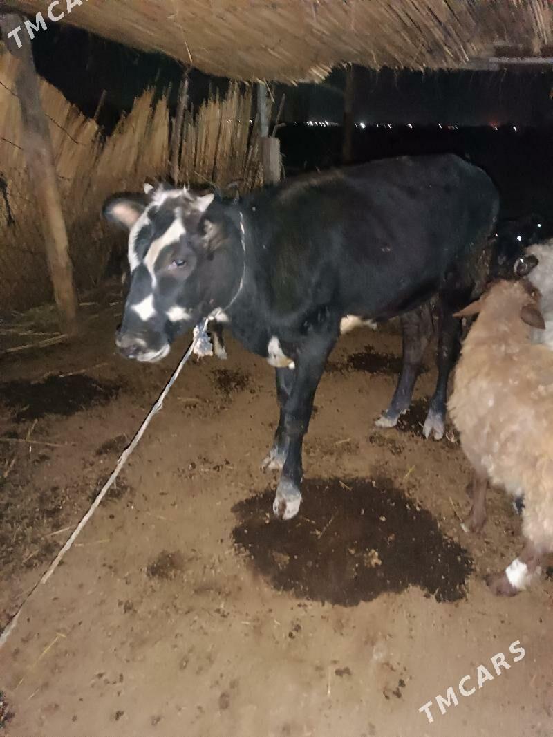 öküz - Murgap - img 2