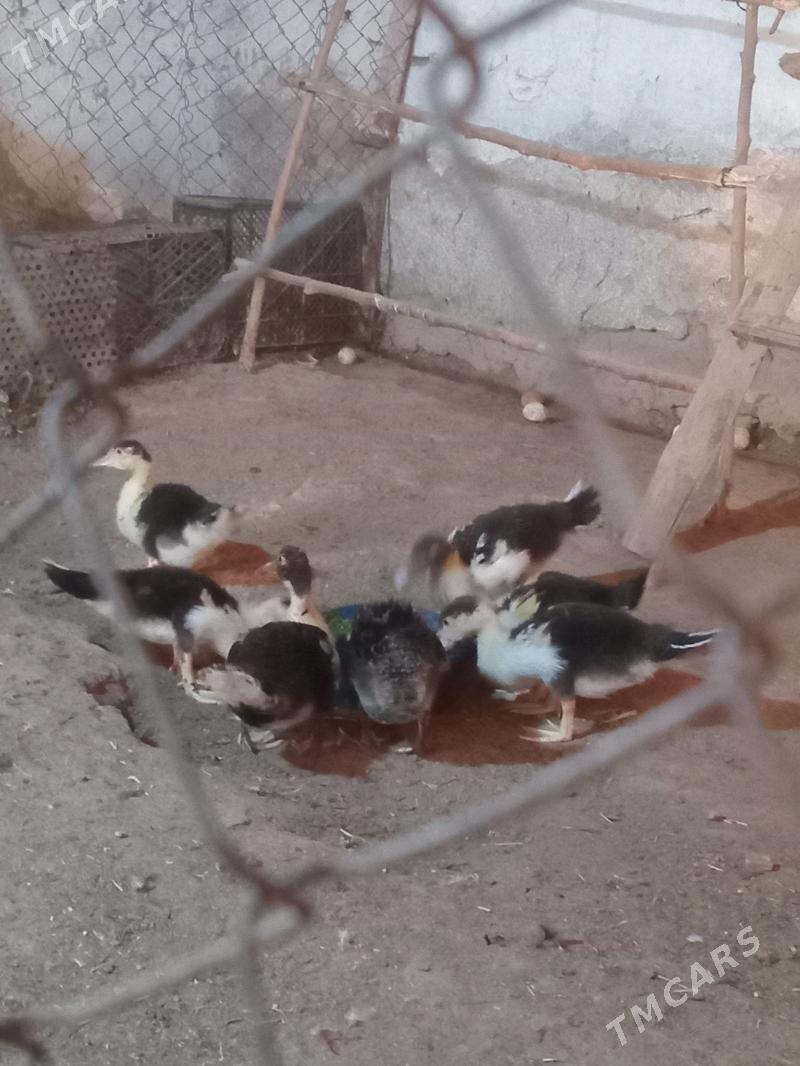 ordek - Мары - img 3