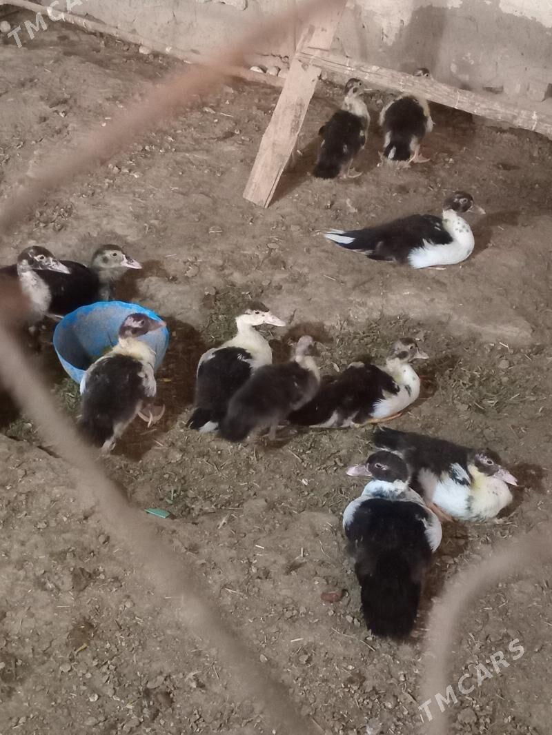 ordek - Мары - img 4