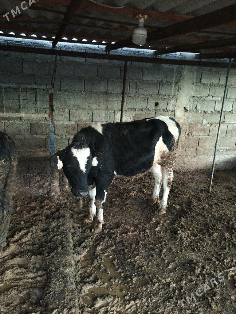 sygyr - Гёкдепе - img 2