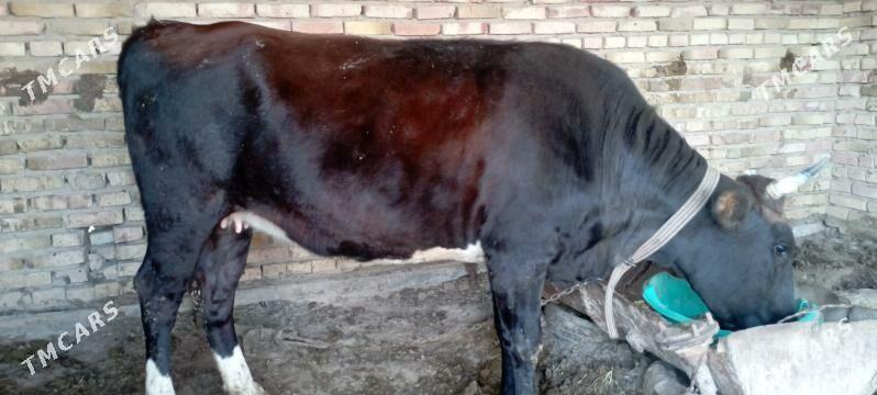 gulojun - Sakarçäge - img 2