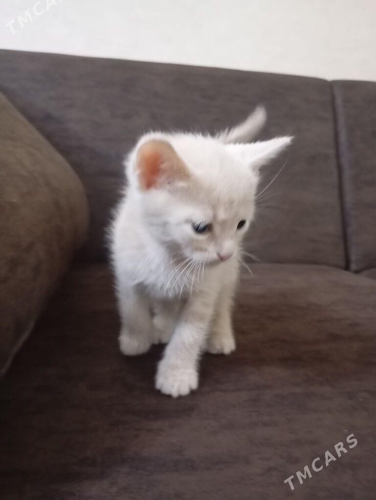 котёнок Мальчик - Туркменбаши - img 1