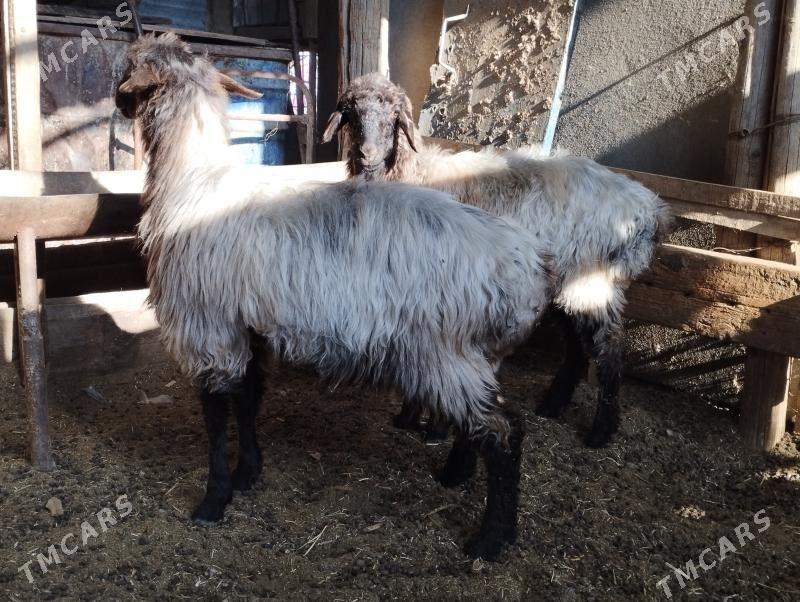 tokly - Анев - img 2