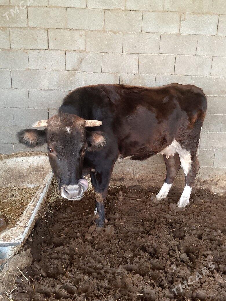 Sygyr - Gökdepe - img 1