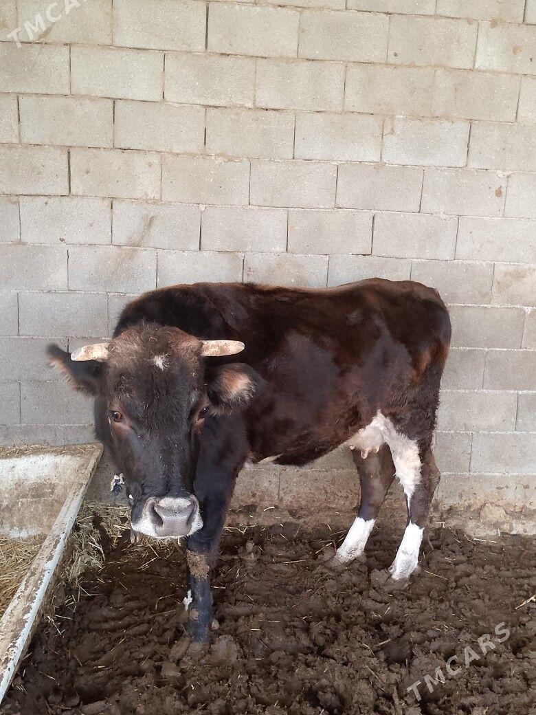 Sygyr - Gökdepe - img 2