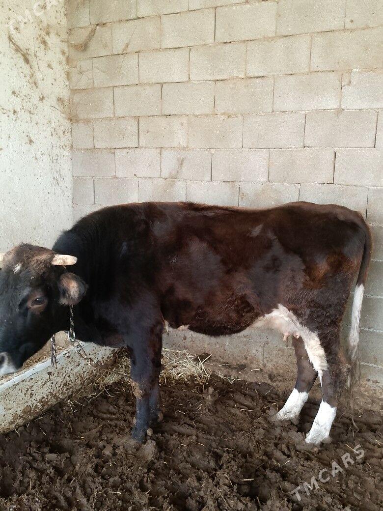 Sygyr - Gökdepe - img 3