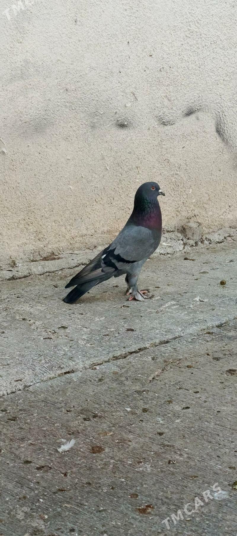 kepderi - Hitrowka - img 1