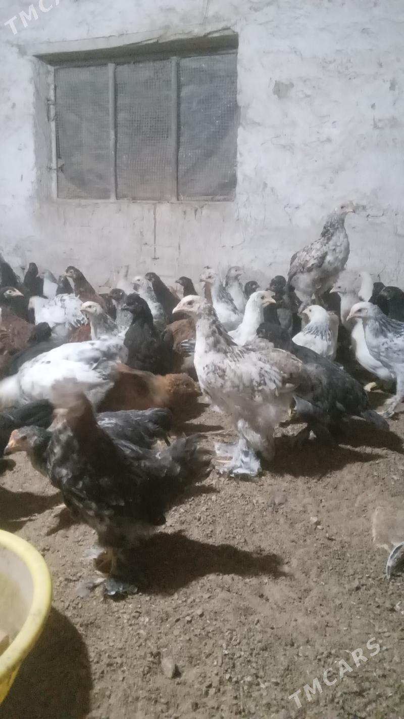 balakly jüjeler - Sakarçäge - img 2