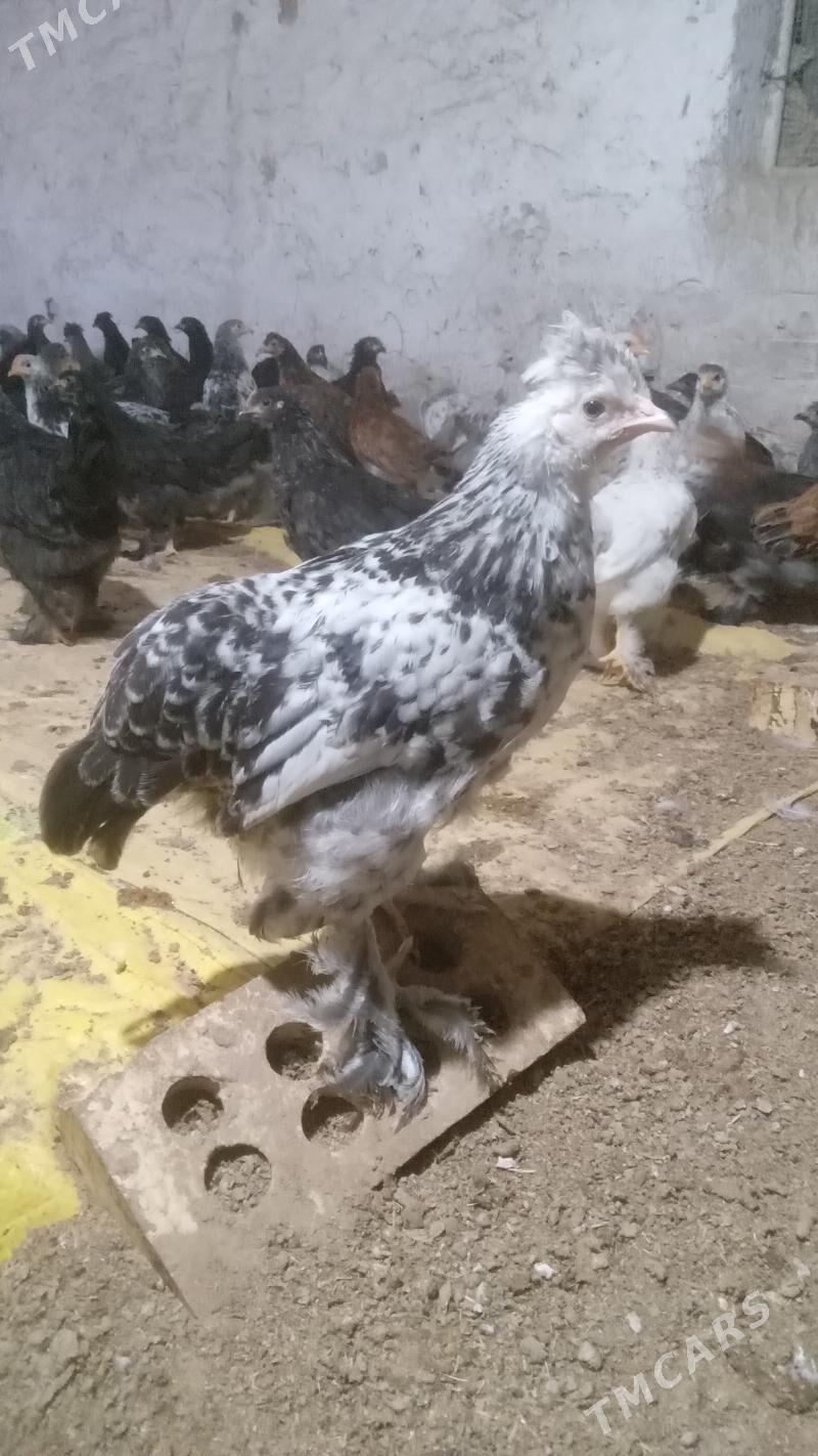 balakly jüjeler - Sakarçäge - img 3