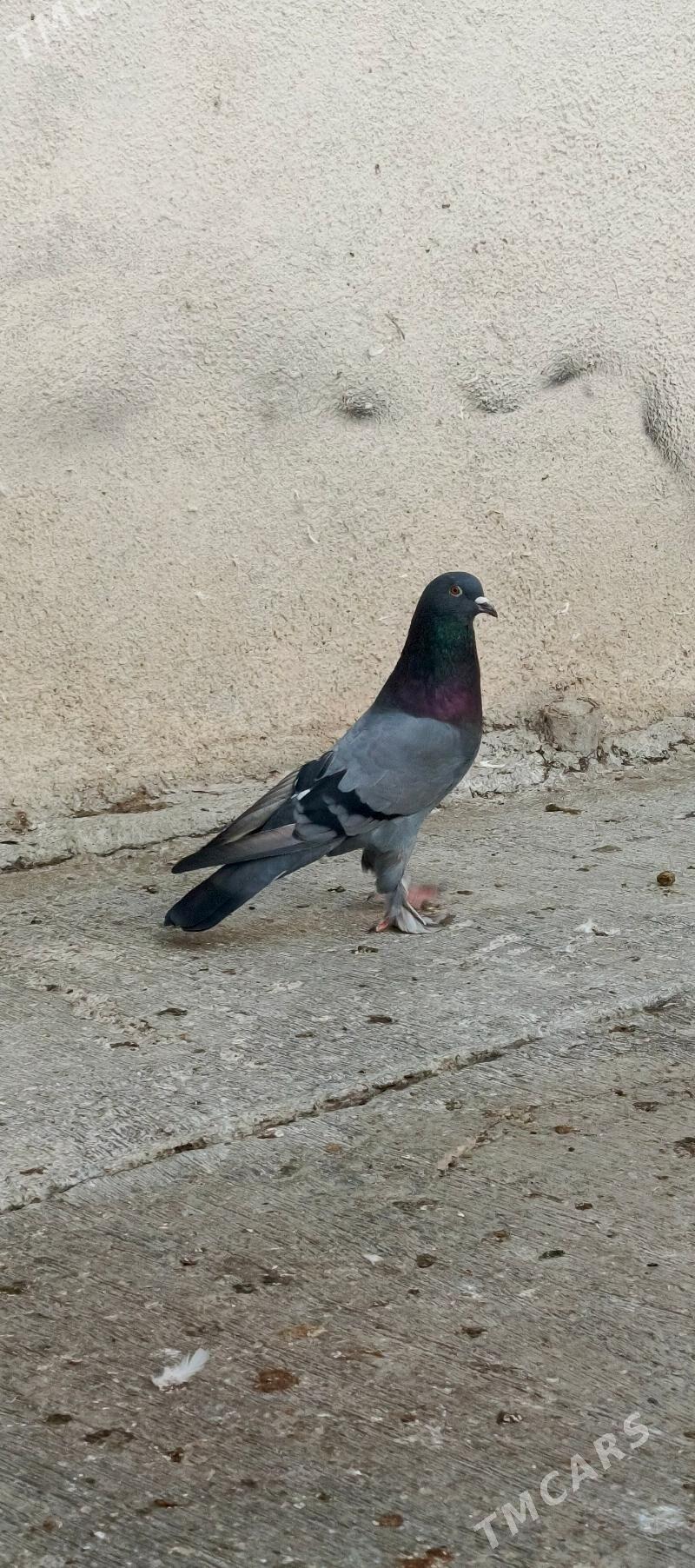 kepderi - Hitrowka - img 2