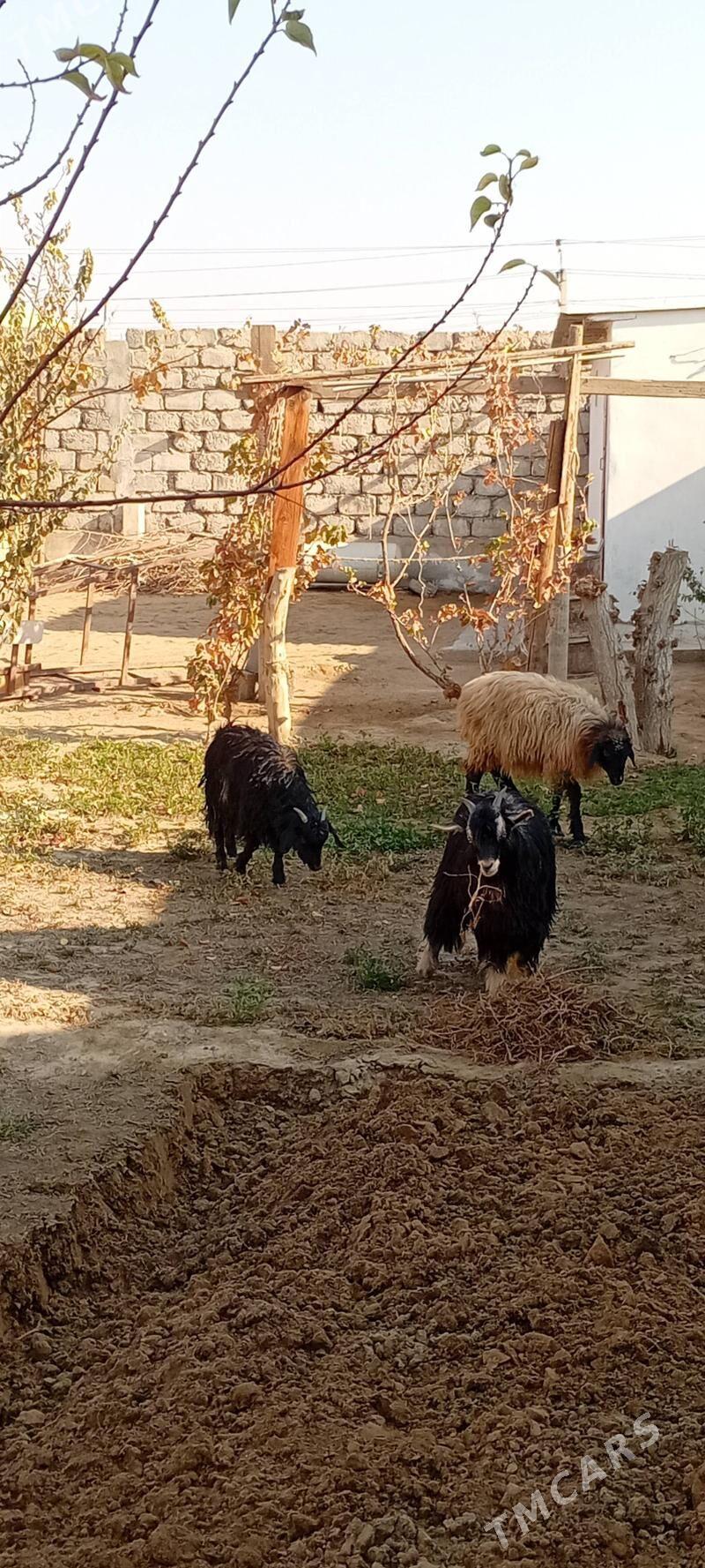 Çewiş - Гарадамак Шор - img 4