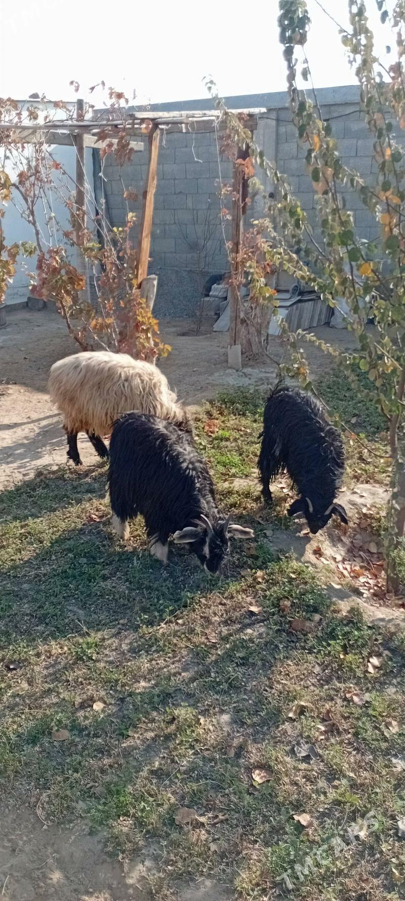 Çewiş - Гарадамак Шор - img 3