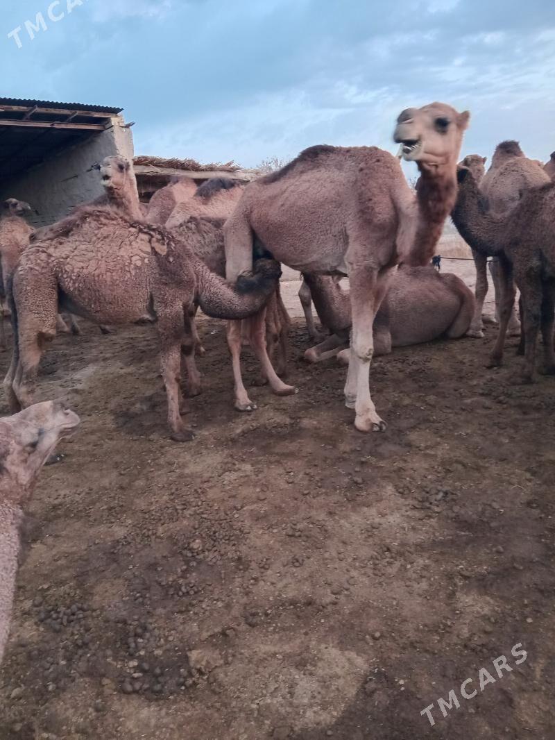 Köşökgil düýe - Garagum etraby - img 1