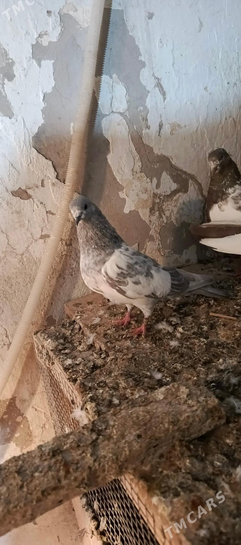 kepderi - Hitrowka - img 1