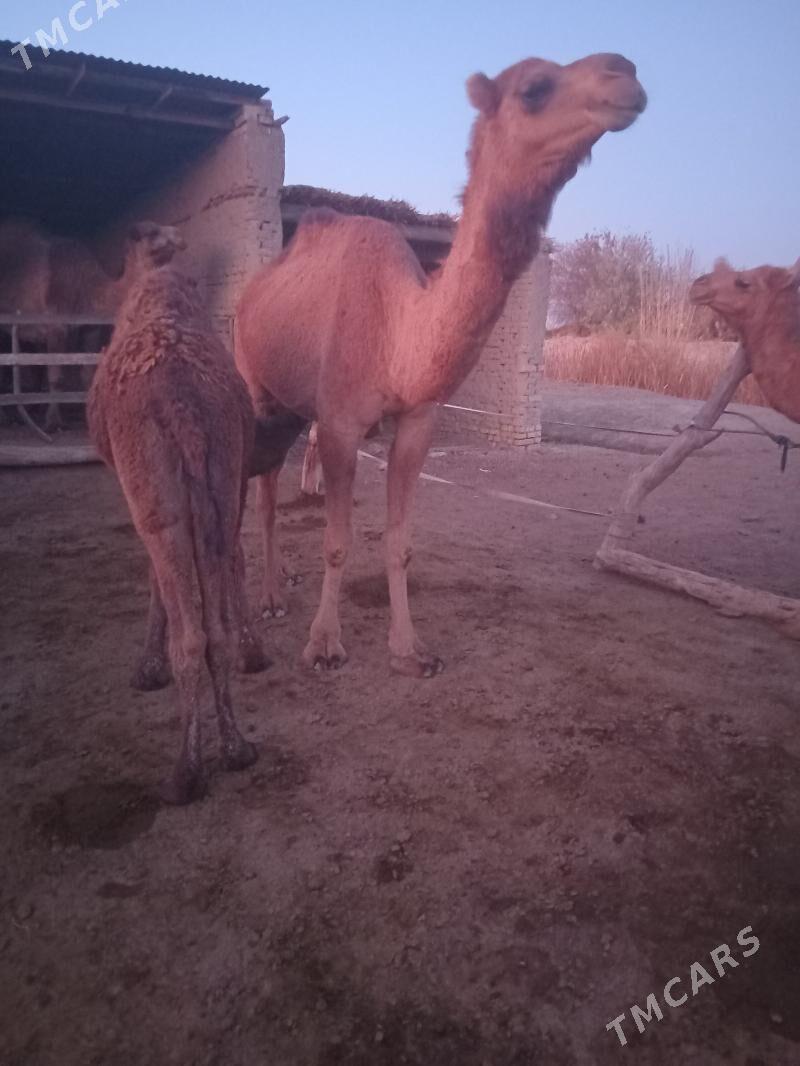 Köşökgil düýe - Garagum etraby - img 2