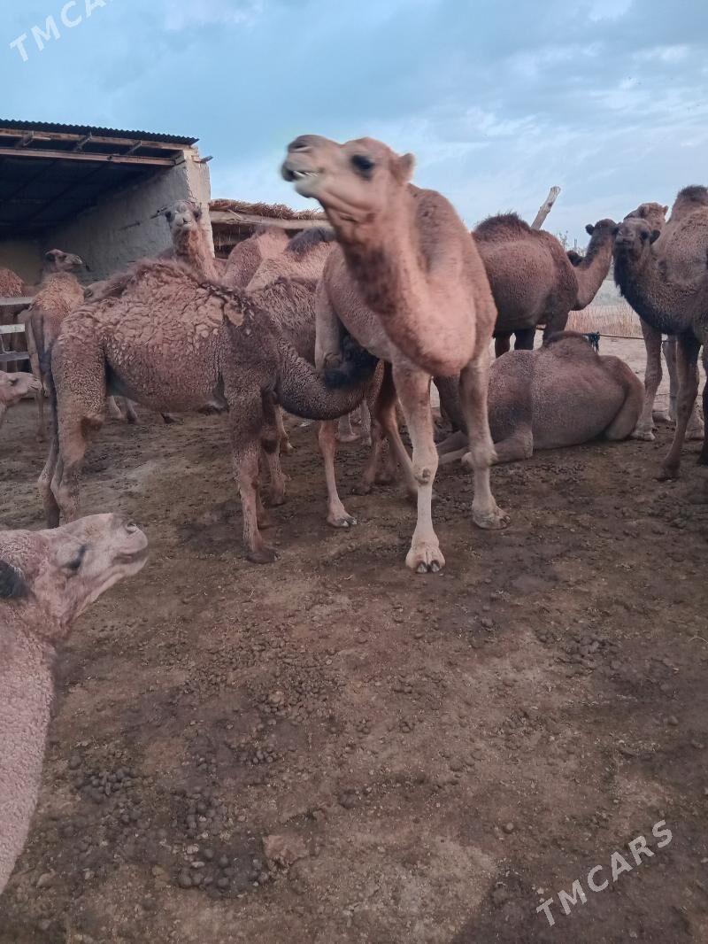 Köşökgil düýe - Garagum etraby - img 3