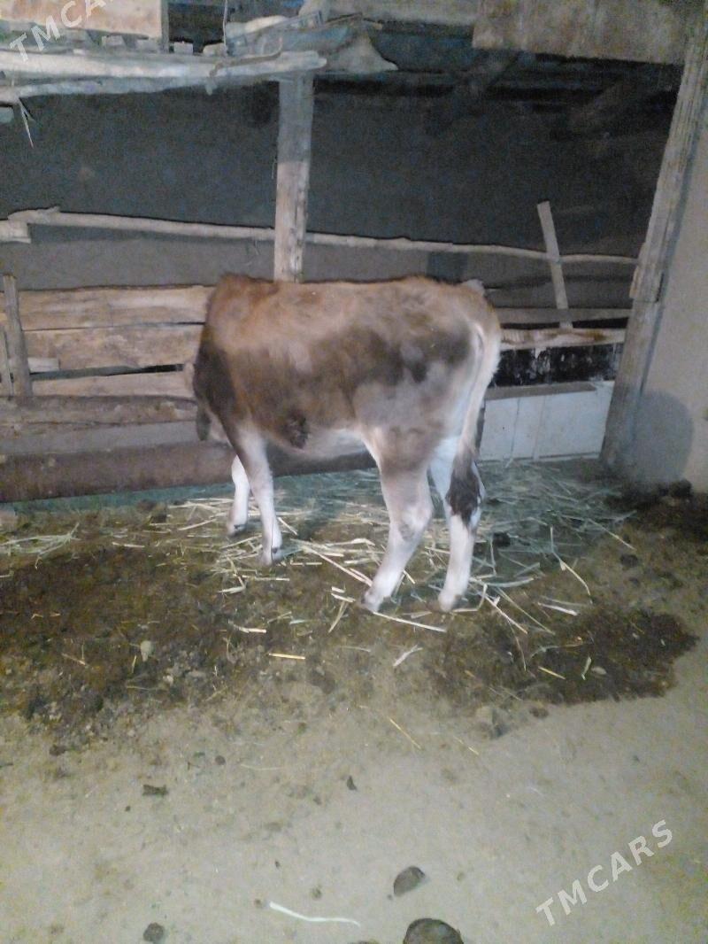 tuwe - Бахарден - img 3