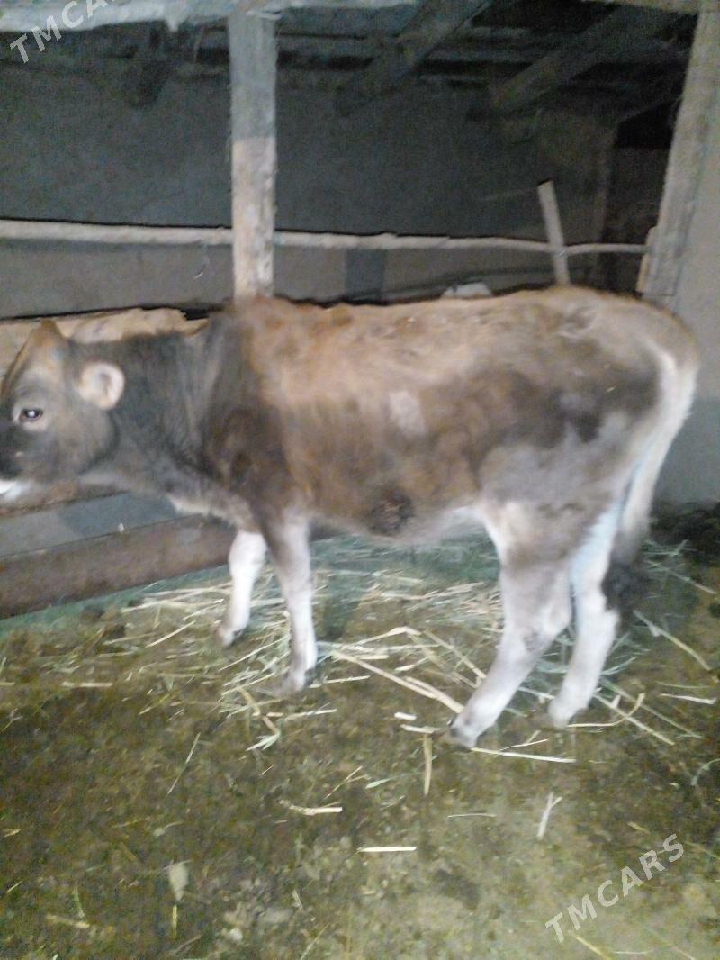 tuwe - Бахарден - img 2