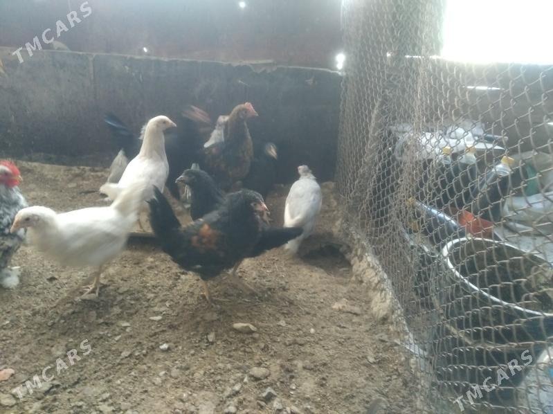 towuk juje karlik kohnik - Gyzylarbat - img 3