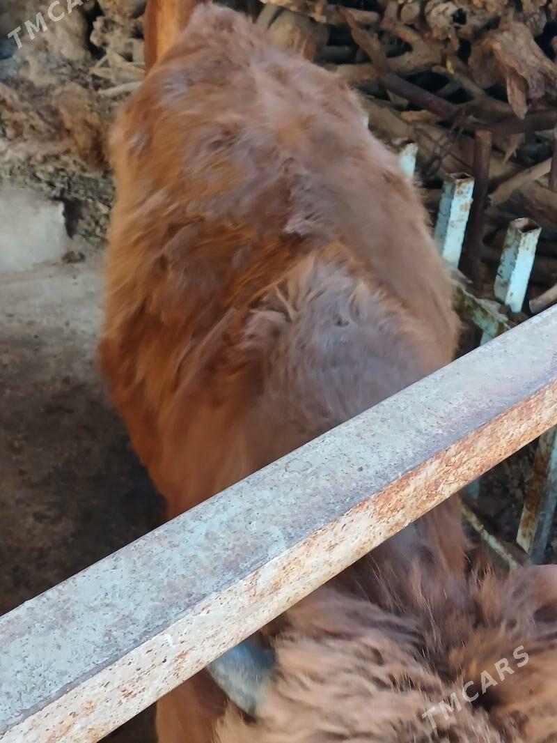 Öküz - Änew - img 2