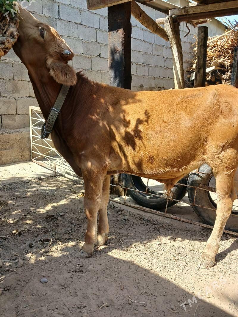 Öküz - Änew - img 3