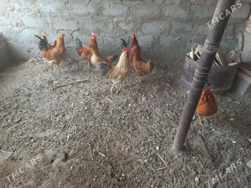 towuk horaz - Gumdag - img 2