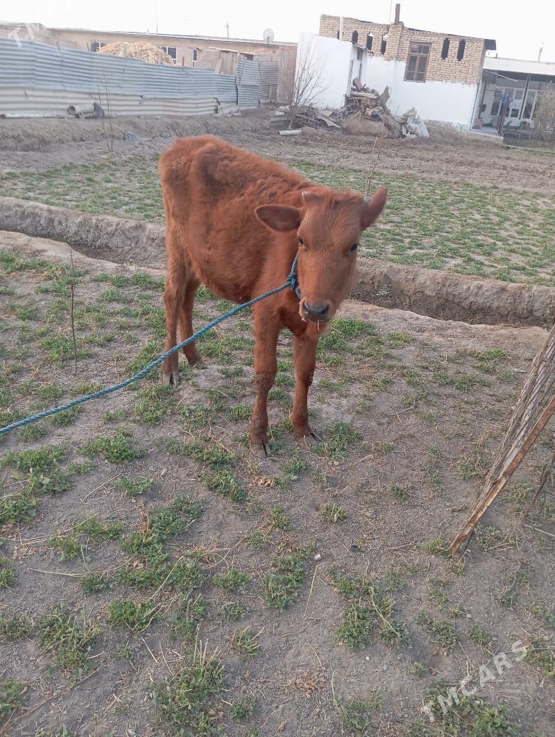 unajin - Чарджоу - img 6