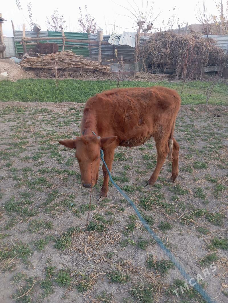 unajin - Чарджоу - img 3