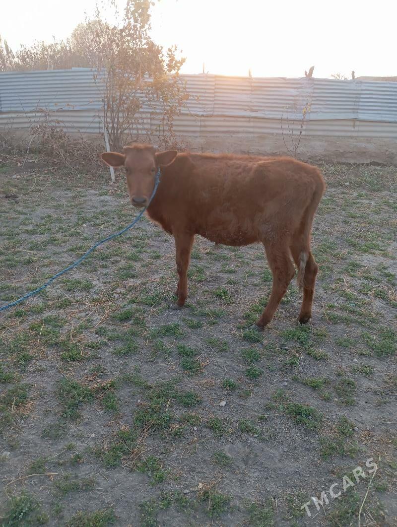 unajin - Чарджоу - img 4