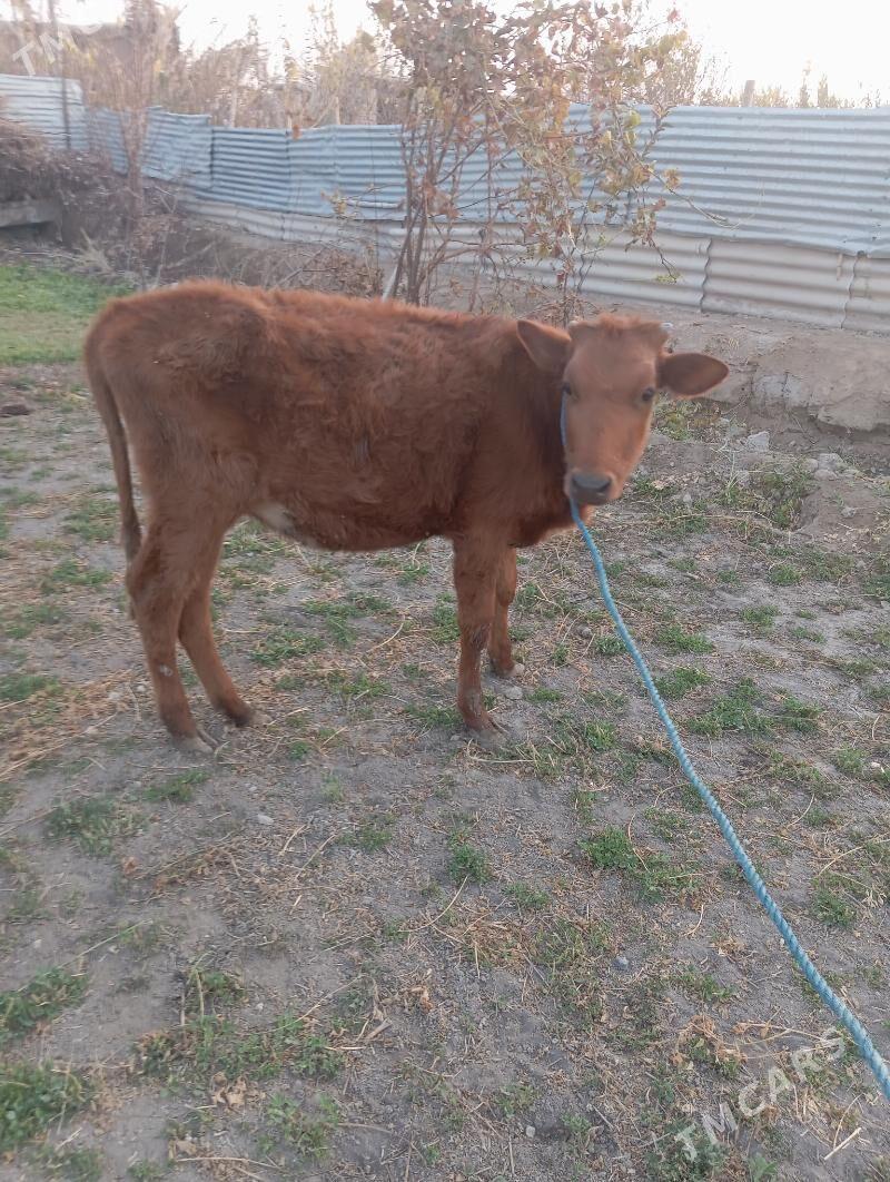 unajin - Чарджоу - img 2