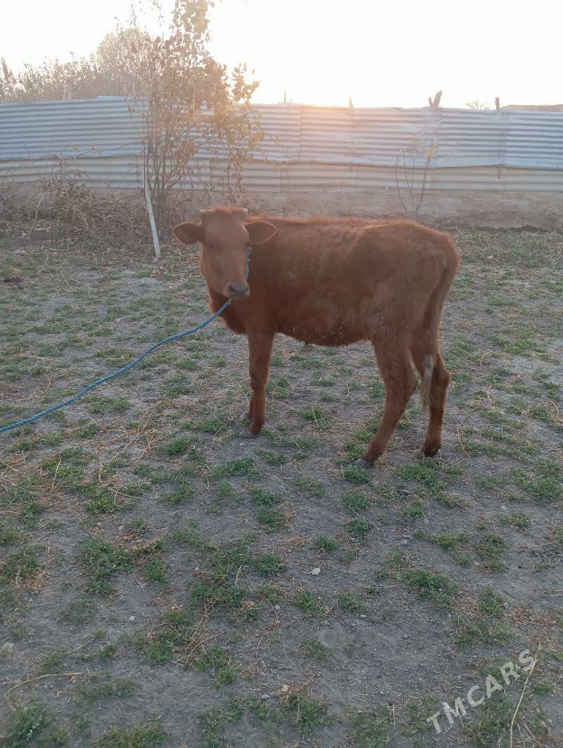 unajin - Чарджоу - img 5