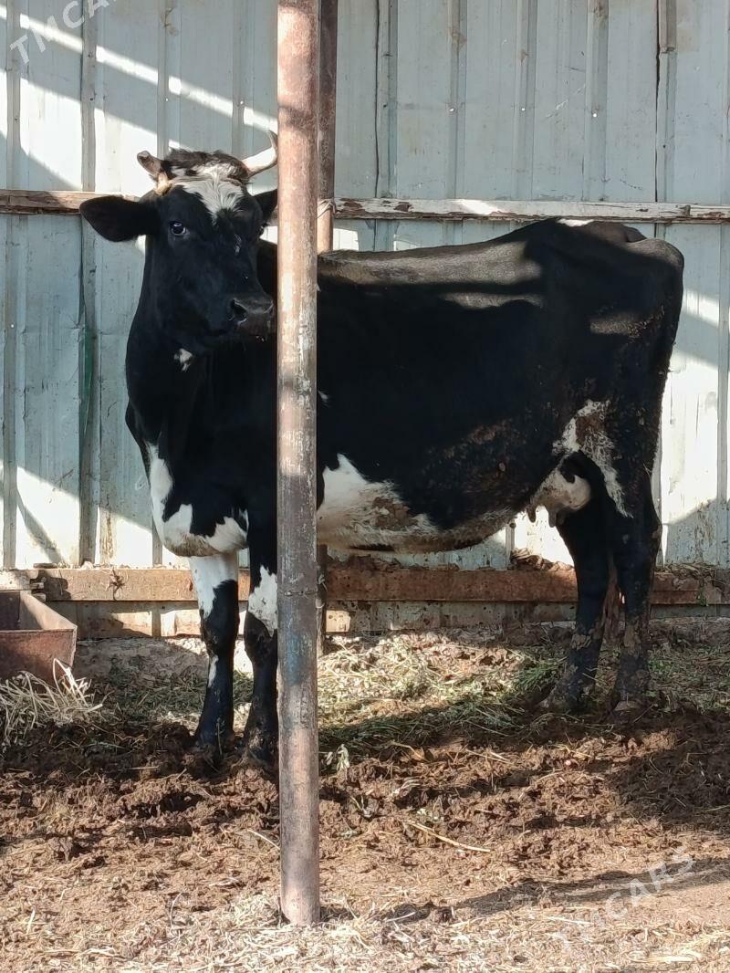 yetik bogaz - Türkmenabat - img 5