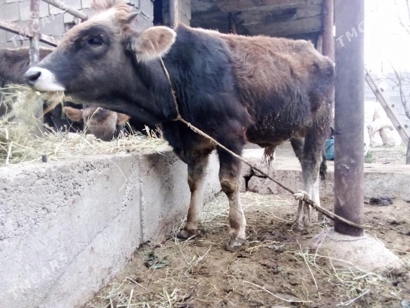 öküz - Gökdepe - img 2