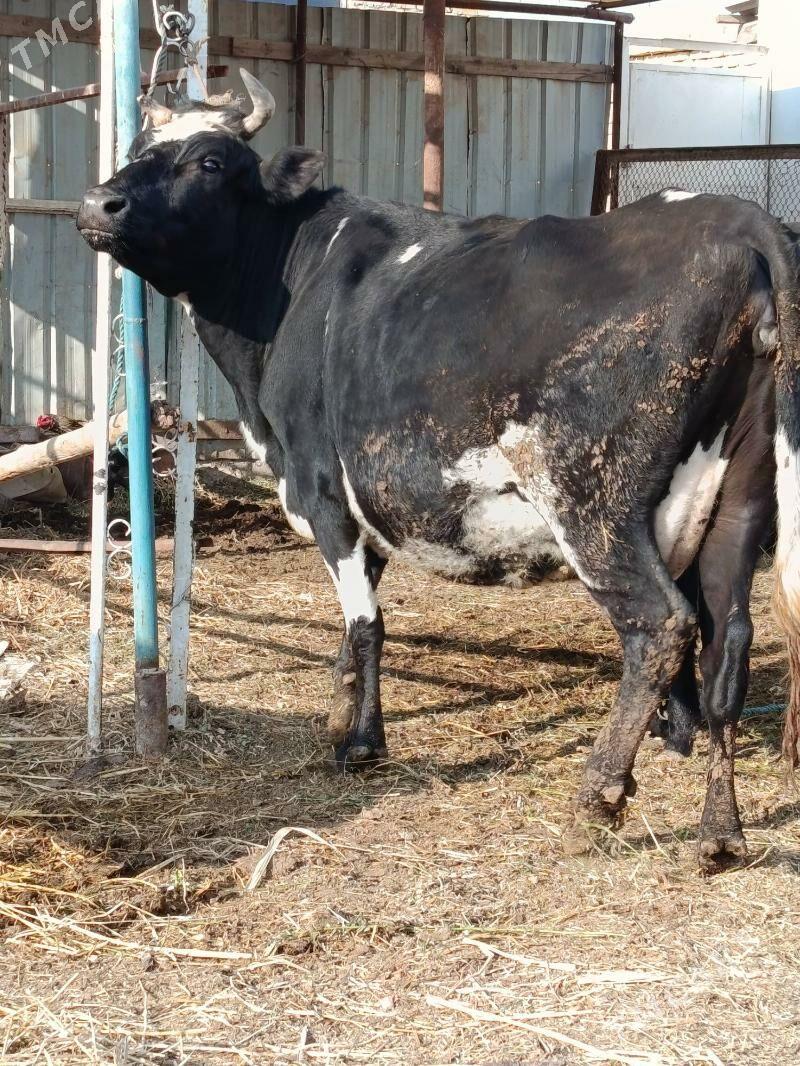 yetik bogaz - Türkmenabat - img 4