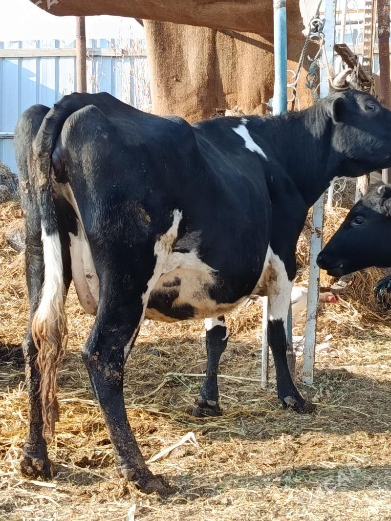 yetik bogaz - Türkmenabat - img 3