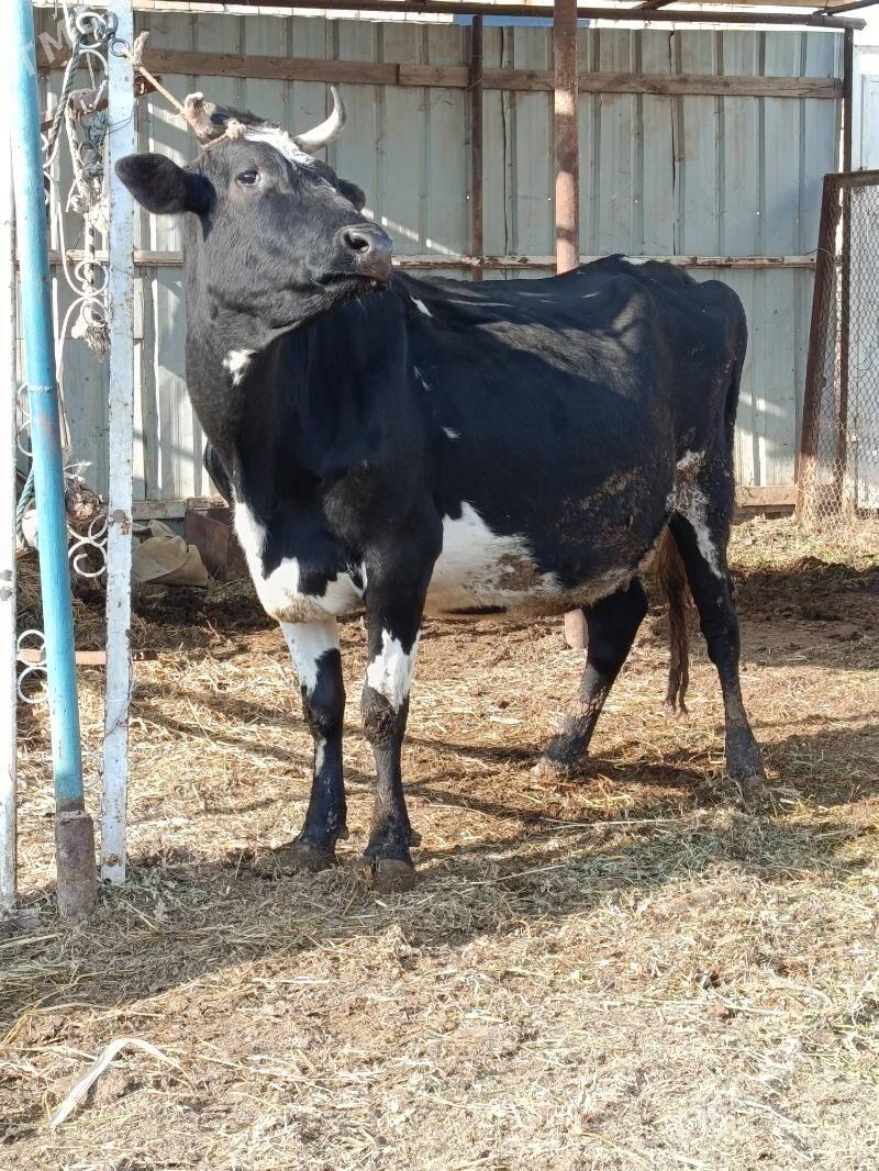 yetik bogaz - Türkmenabat - img 2