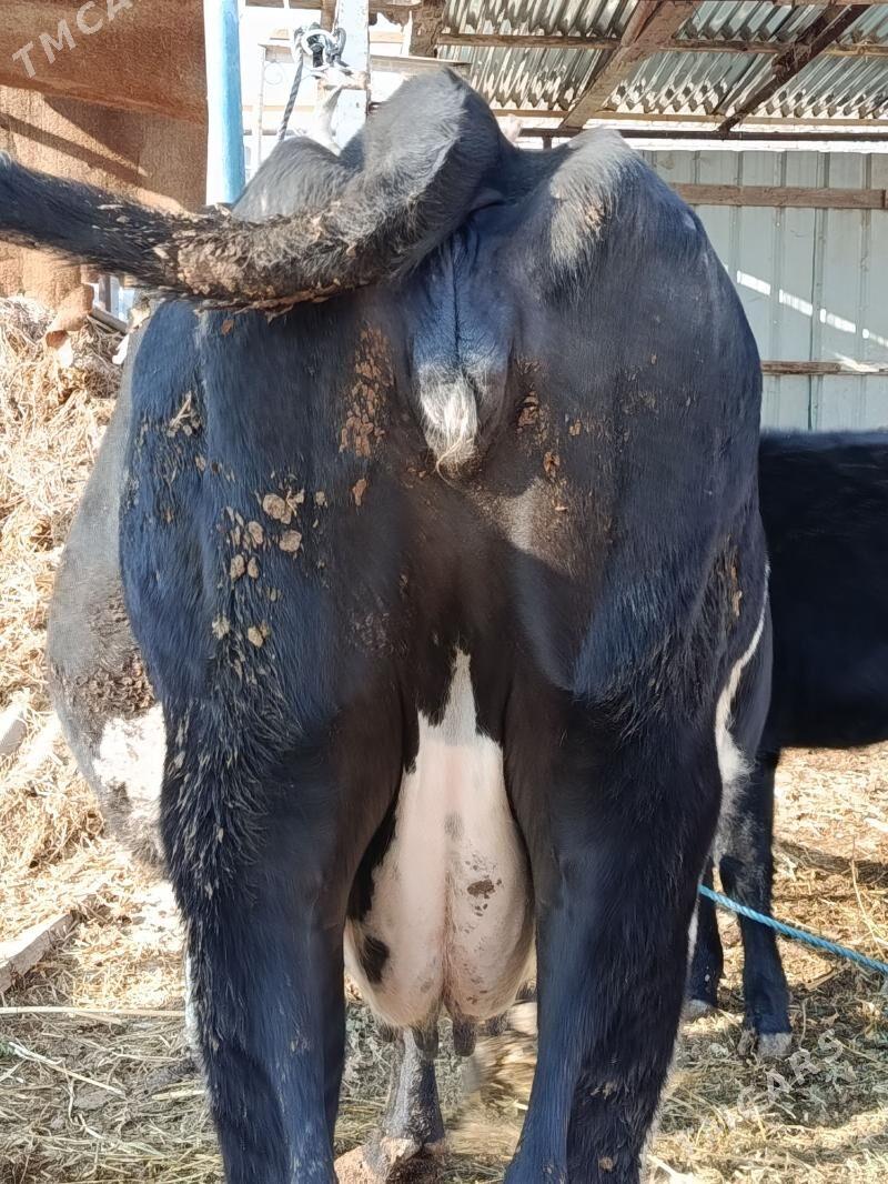 yetik bogaz - Türkmenabat - img 6