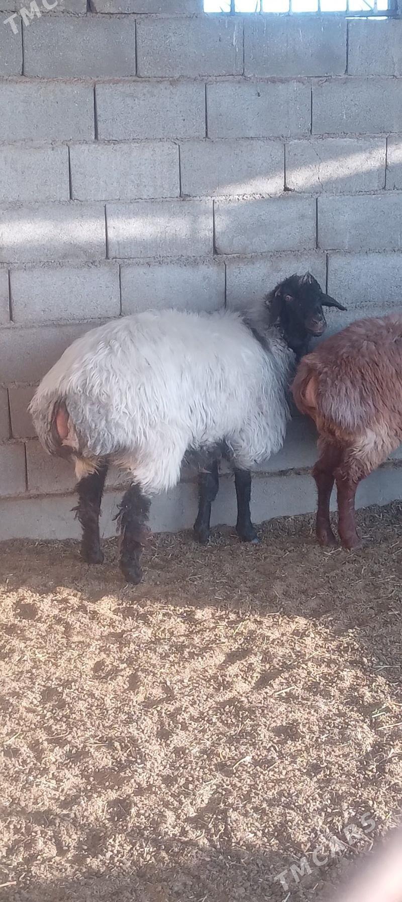 goýun - Gökdepe - img 2