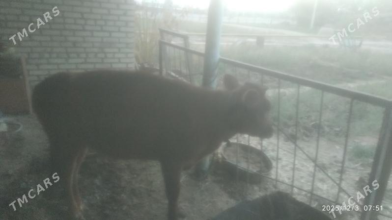 tuwe - Бабадайхан - img 3