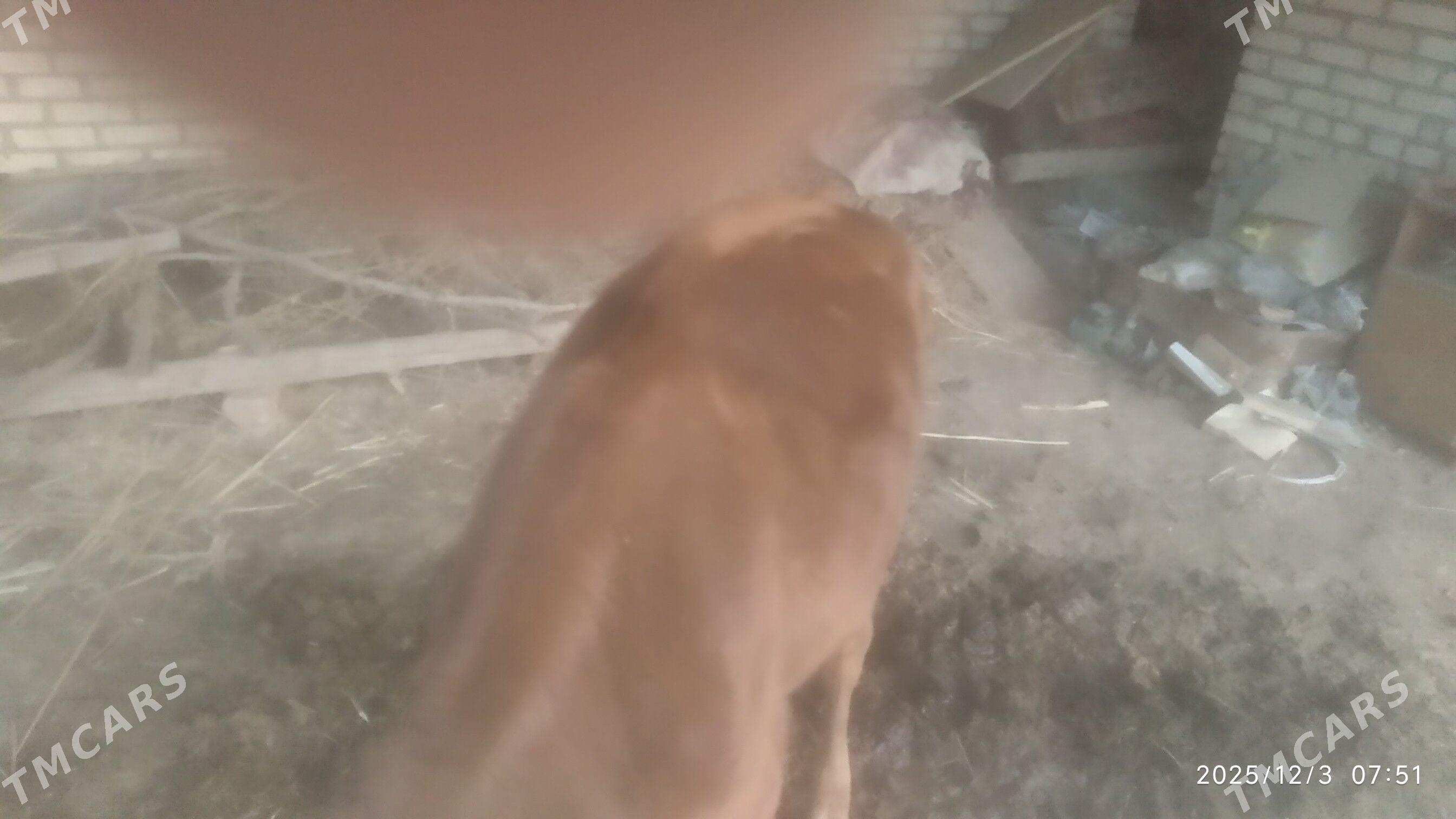 tuwe - Бабадайхан - img 2