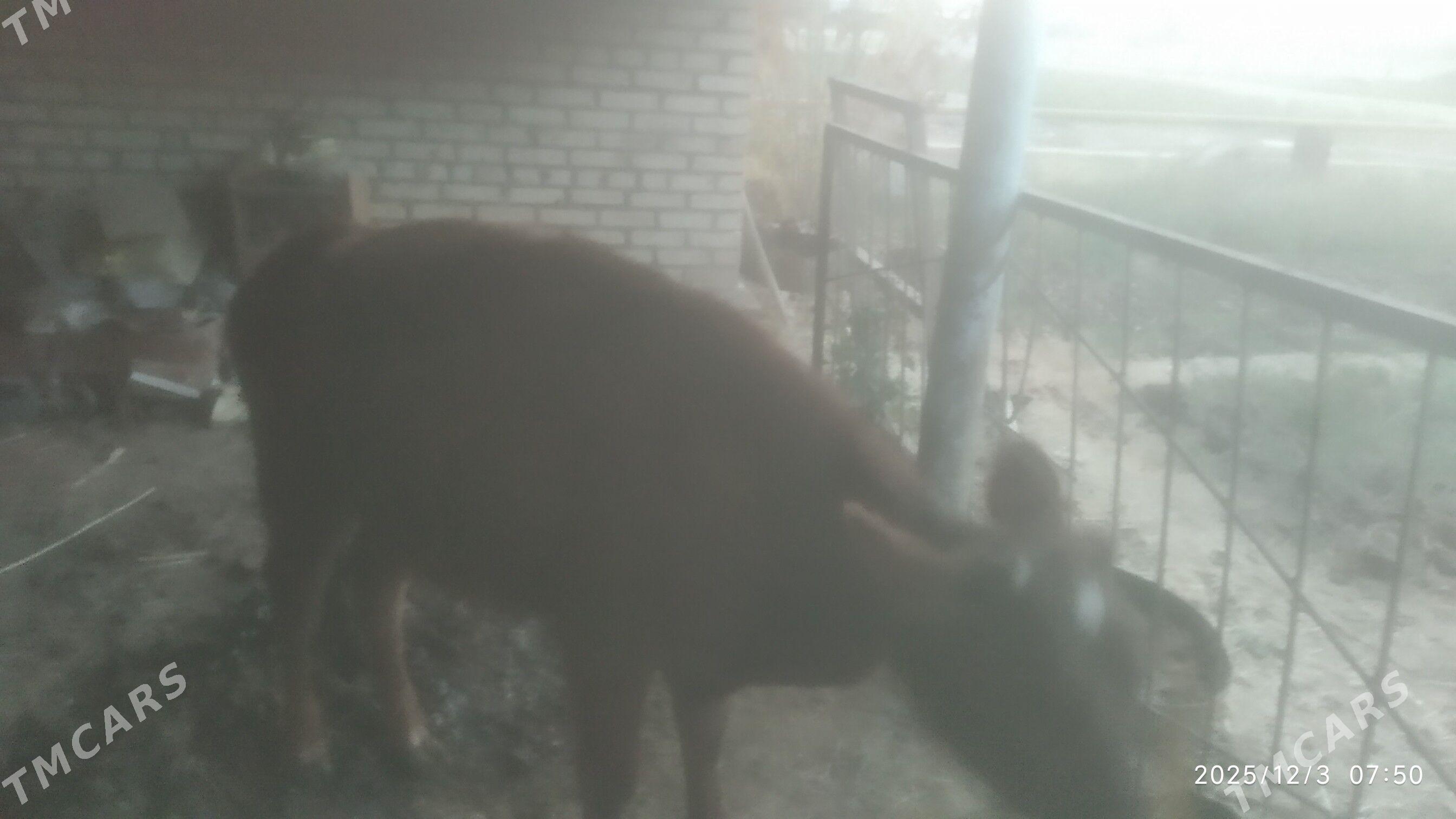 tuwe - Бабадайхан - img 5