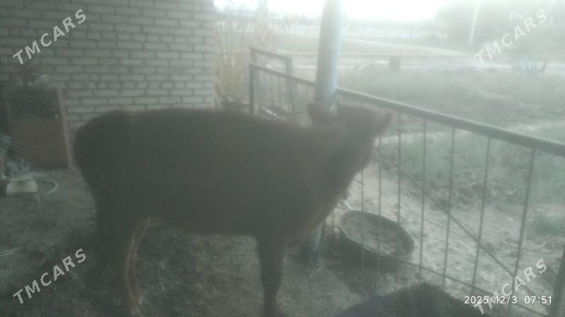 tuwe - Бабадайхан - img 4