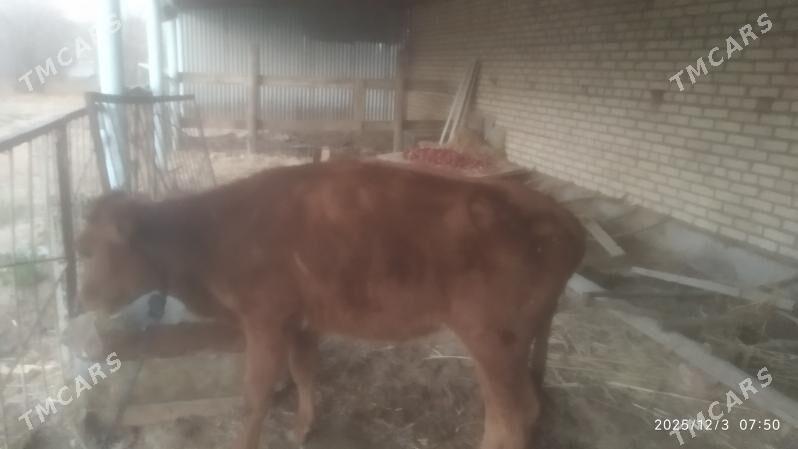 tuwe - Бабадайхан - img 6