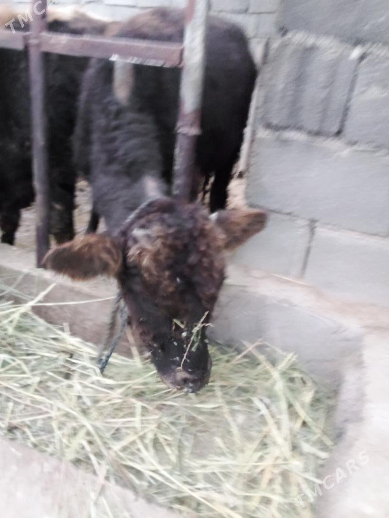 öküz - Gökdepe - img 2